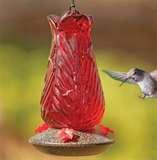 Hummingbird Feeder Location