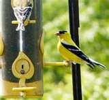 pictures of Bird Feeders Tiny Birds