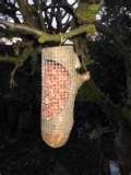 Bird Feeders Boxes pictures