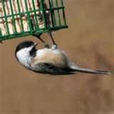 Bird Feeders Nesting Boxes