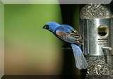 Bird Feeders Rain photos Bird Feeders Rain photos