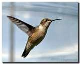 images of What To Do With Bird Feeders After You Move images of What To Do With Bird Feeders After You Move