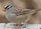 What To Do With Bird Feeders After You Move images What To Do With Bird Feeders After You Move images