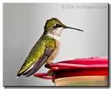 What To Do With Bird Feeders After You Move What To Do With Bird Feeders After You Move