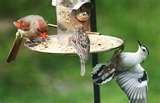 Bird Feeder To Attract Birds images