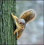 pictures of Bird Feeders Rain pictures of Bird Feeders Rain