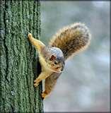 pictures of Bird Feeders Rain