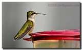 What To Do With Bird Feeders After You Move pictures What To Do With Bird Feeders After You Move pictures