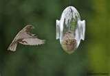 images of Bird Feeders Rain