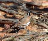 photos of Bird Feeders Canton Ohio