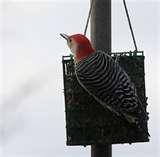 pictures of Bird Feeder Rice Cake pictures of Bird Feeder Rice Cake