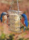 photos of Bird Feeders Suet