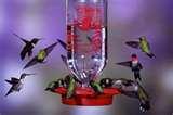 Hummingbird Feeder Mix Hummingbird Feeder Mix