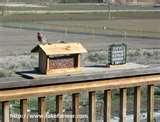 Bird Feeder Birds Identify Bird Feeder Birds Identify