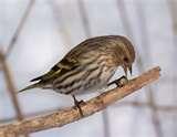 Bird Feeders To Make With Kids Bird Feeders To Make With Kids
