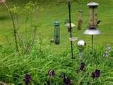 Bird Feeder Birds Identify photos Bird Feeder Birds Identify photos