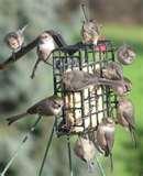 Bird Feeders Suet