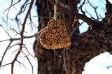 Bird Feeders Activities Kids pictures Bird Feeders Activities Kids pictures