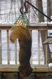 photos of Bird Feeders Suet