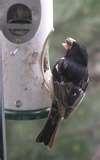 Bird Feeder Birds Identify Bird Feeder Birds Identify