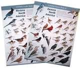Bird Feeder Birds Identify photos Bird Feeder Birds Identify photos