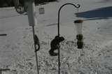 Backyard Bird Feeders Setups photos Backyard Bird Feeders Setups photos