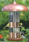 Bird Feeder Birds Identify images Bird Feeder Birds Identify images