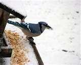 Bird Feeders Small Birds Plans Bird Feeders Small Birds Plans