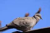 Bird Feeders Avian Flu photos