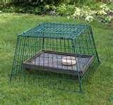 pictures of Bird Feeders Guardian pictures of Bird Feeders Guardian
