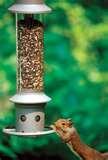 Backyard Bird Feeders Setups