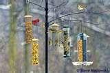 Bird Feeders Guardian Bird Feeders Guardian