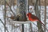 images of Bird Feeder Birds Identify images of Bird Feeder Birds Identify