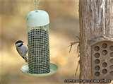 photos of Backyard Bird Feeders Setups photos of Backyard Bird Feeders Setups