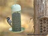 photos of Backyard Bird Feeders Setups