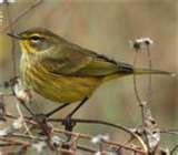 pictures of Bird Feeder Birds Identify pictures of Bird Feeder Birds Identify
