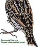 pictures of Bird Feeders Avian Flu pictures of Bird Feeders Avian Flu