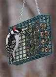 pictures of Bird Feeders Suet