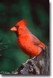 pictures of Backyard Bird Feeders Setups pictures of Backyard Bird Feeders Setups