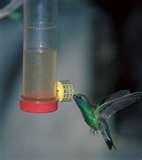 Hummingbird Feeder Mix photos Hummingbird Feeder Mix photos