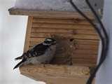 pictures of Bird Feeder Peanut Butter pictures of Bird Feeder Peanut Butter
