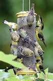 images of Bird Feeder American images of Bird Feeder American