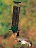 photos of Bird Feeder Flying Squirrel