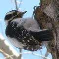 Bird Feeders North Jersey photos Bird Feeders North Jersey photos