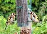 pictures of Bird Feeder Nyjer Seed pictures of Bird Feeder Nyjer Seed