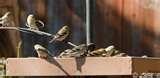 Bird Feeder American images Bird Feeder American images