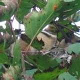 pictures of Quercus Bird Feeders