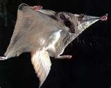 pictures of Bird Feeder Flying Squirrel pictures of Bird Feeder Flying Squirrel