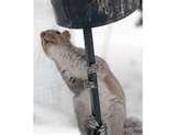 photos of Bird Feeders North Jersey photos of Bird Feeders North Jersey