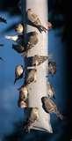 photos of Bird Feeders Effect On Birds photos of Bird Feeders Effect On Birds
